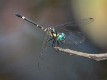 Terathemis irregularis cladophila male (1 of 3)